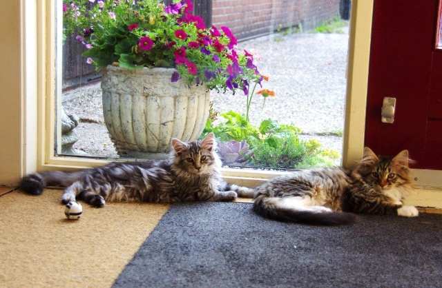 katten allemaal 02-07-2015 009.jpg